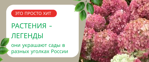 oblozhka