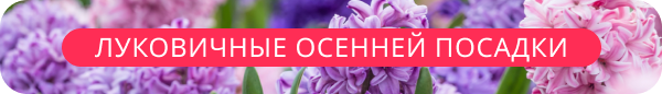 upper banner