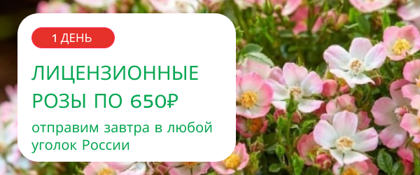 oblozhka