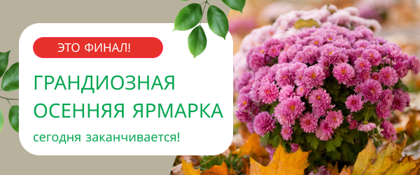 oblozhka