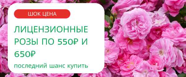 oblozhka