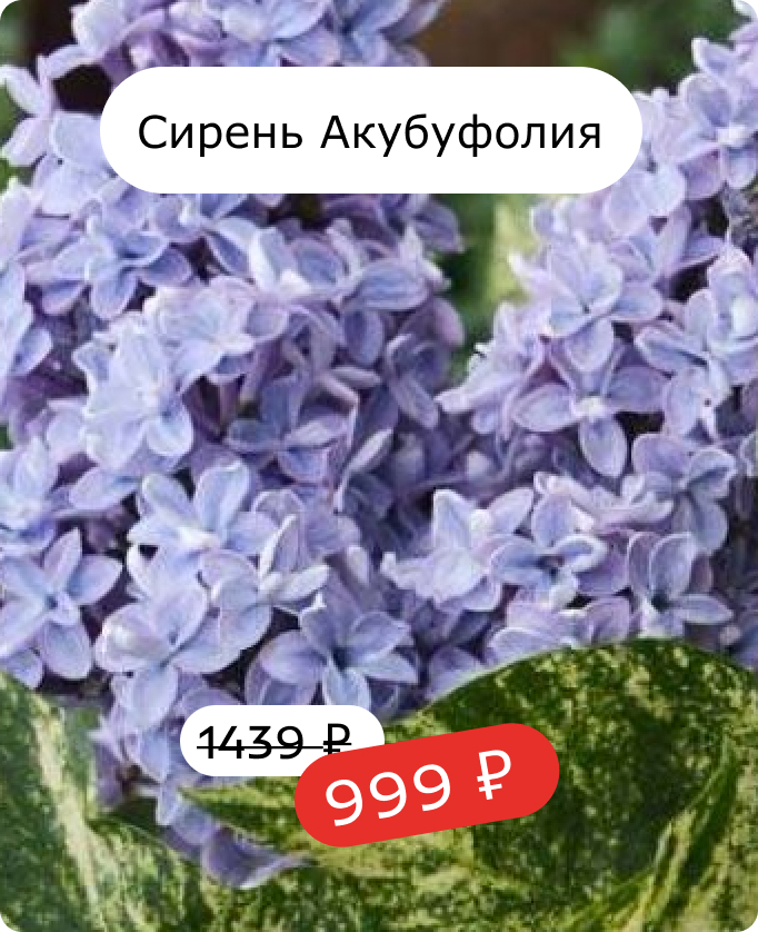 Сирень Акубуфолия