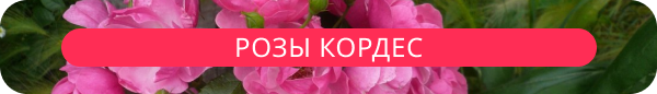 upper banner