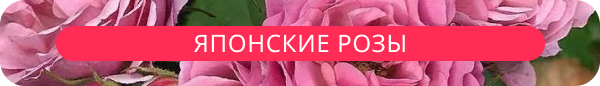upper banner