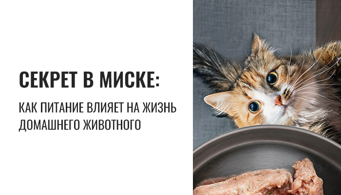 Как питание влияет на здоровье и продолжительность жизни кошек и собак