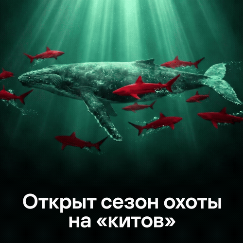 Открыт сезон охоты на «китов»