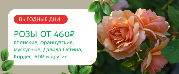 oblozhka