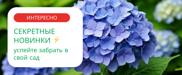 oblozhka