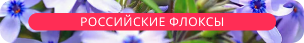 upper banner
