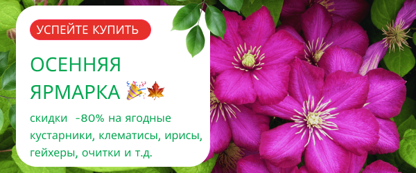 oblozhka