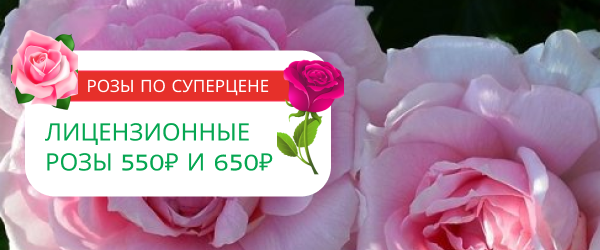 upper banner