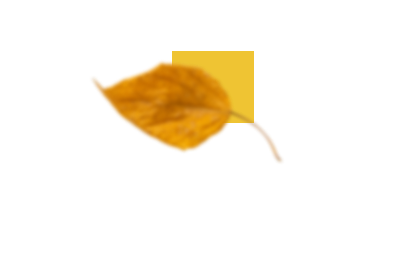 желтый кленовый лист