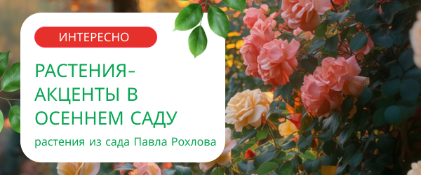 oblozhka