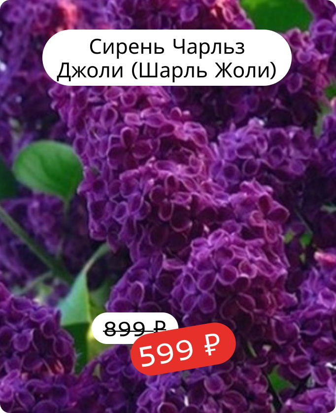 Сирень Чарльз Джоли (Шарль Жоли)