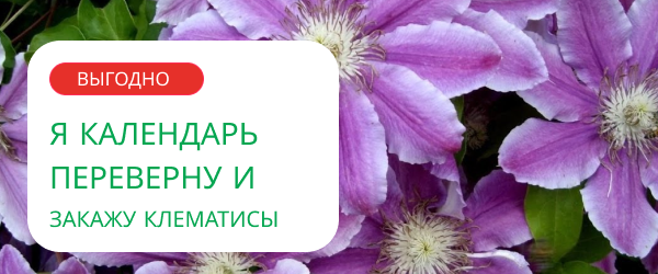 oblozhka