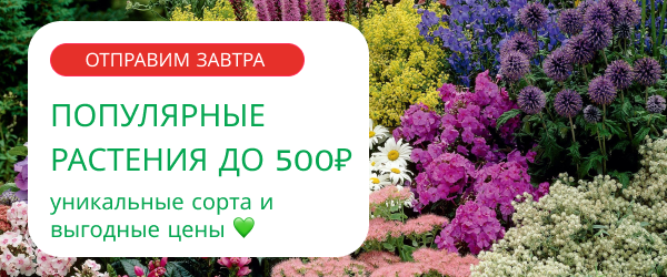 oblozhka