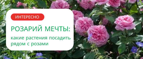 upper banner