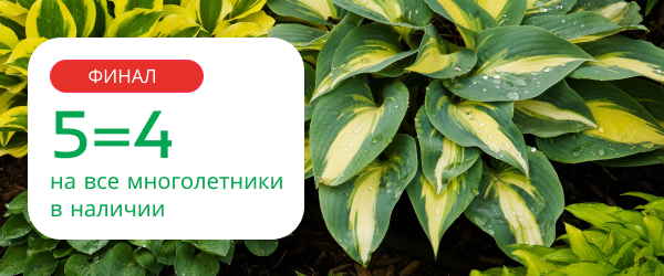 oblozhka