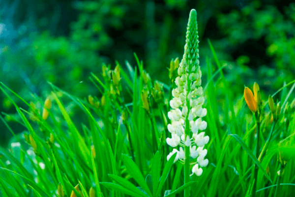 STRUCTURINE (Экстракт белого люпина)