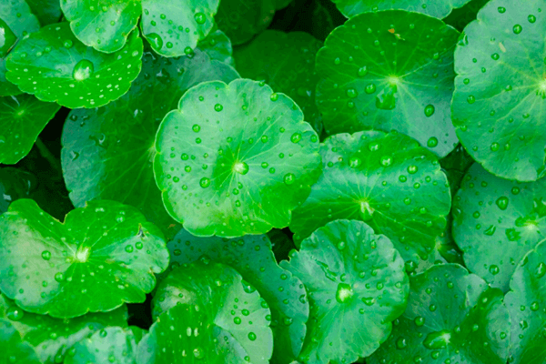 TALADVANCE™ (Экстракт центеллы)