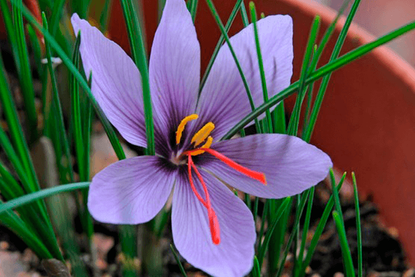 SAFFRON EXTRACT (Экстракт шафрана)