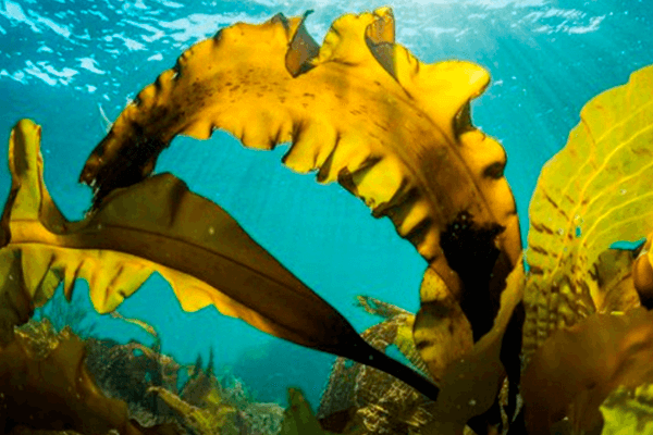 LAMINARIA JAPONICA (Экстракт ламинарии)