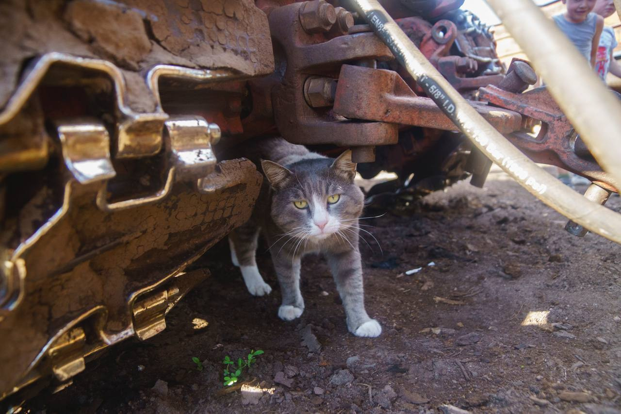Туту