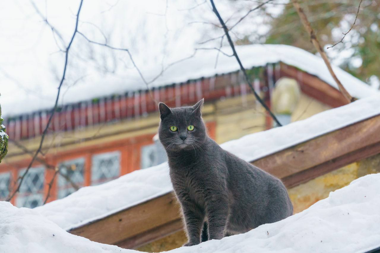 Туту