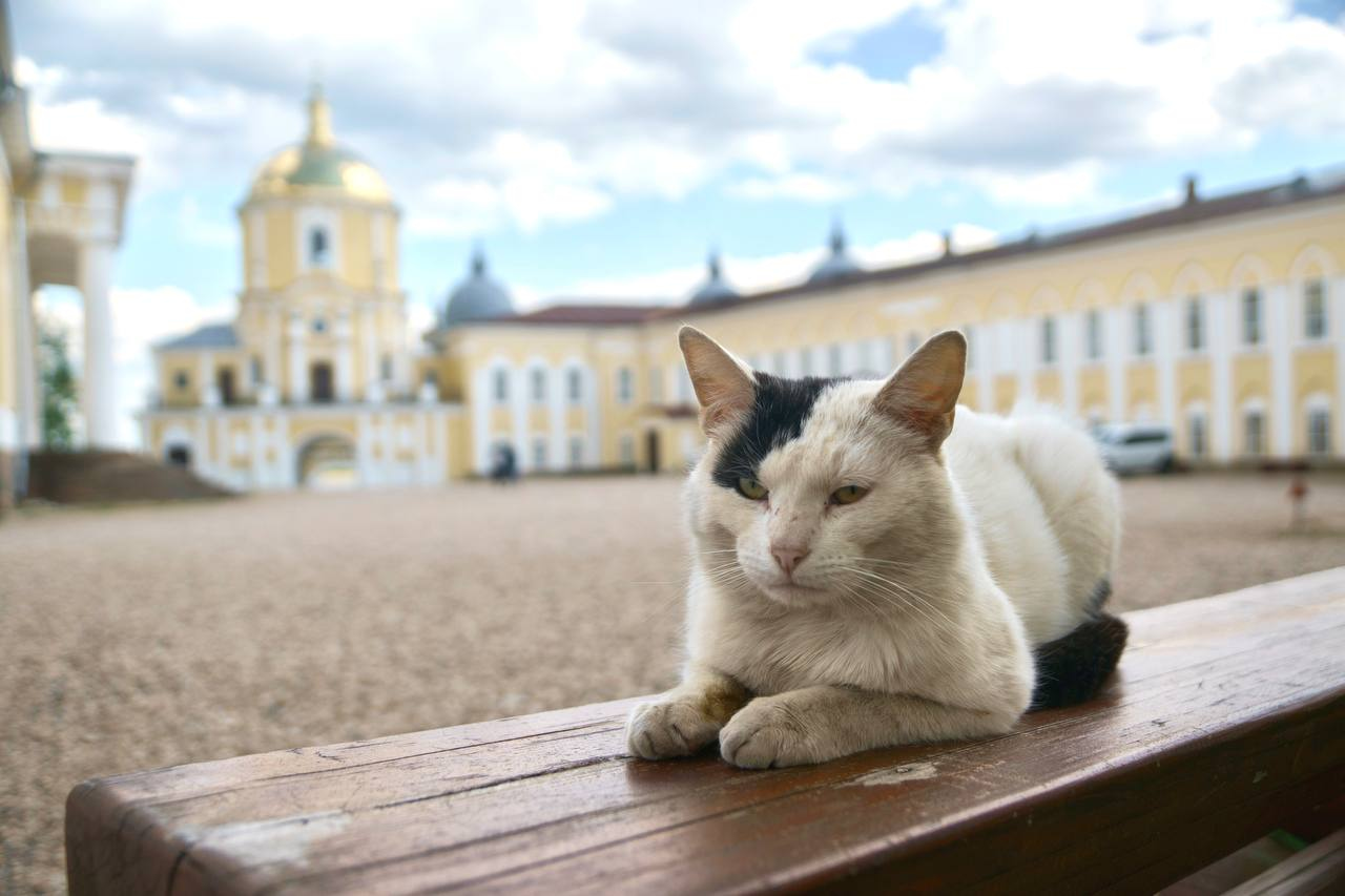 Туту