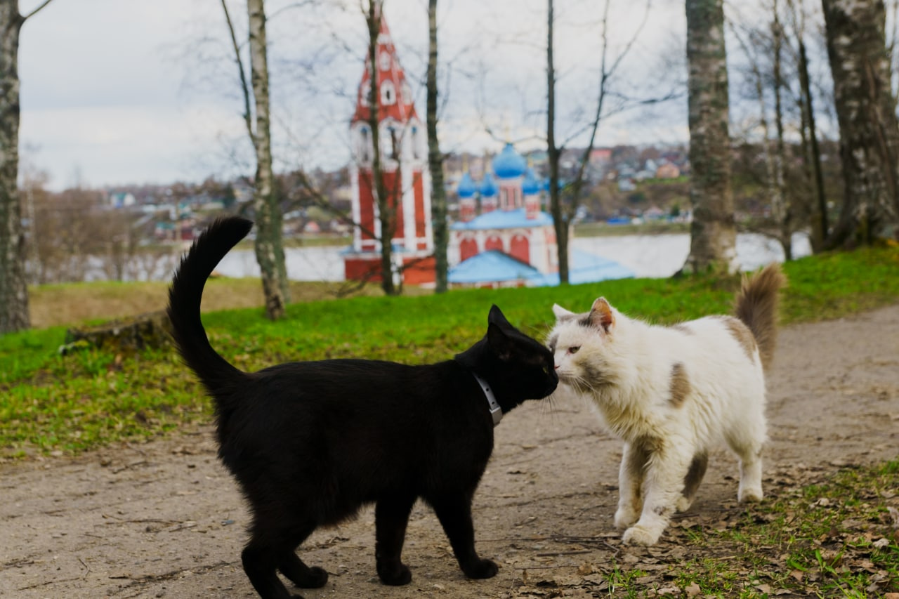Туту