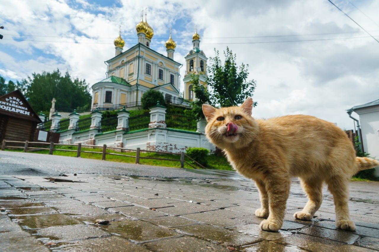 Туту