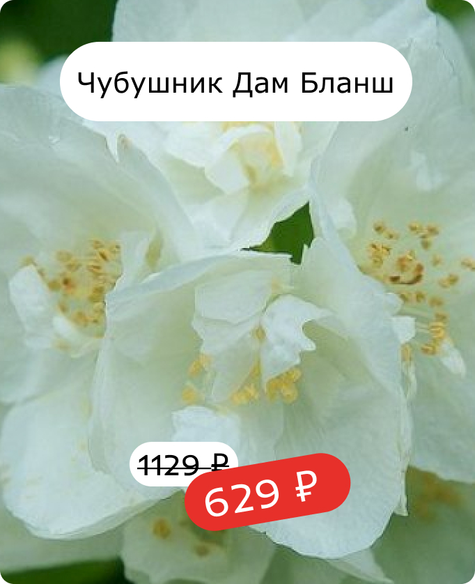 Чубушник Дам Бланш