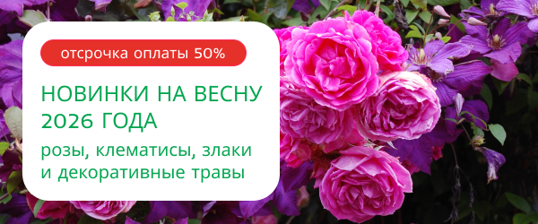 oblozhka