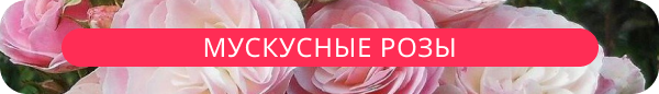 upper banner