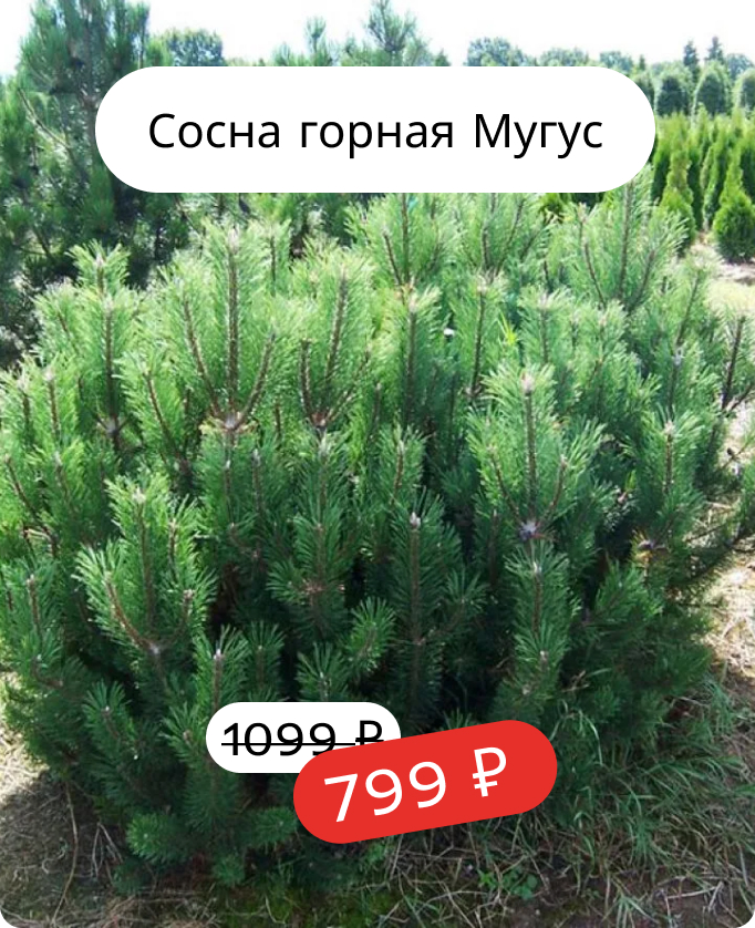 Туя западная Смарагд