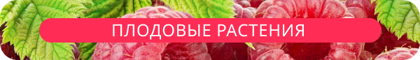 upper banner