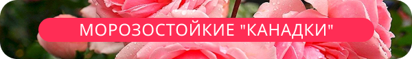 upper banner