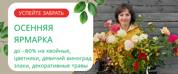 oblozhka