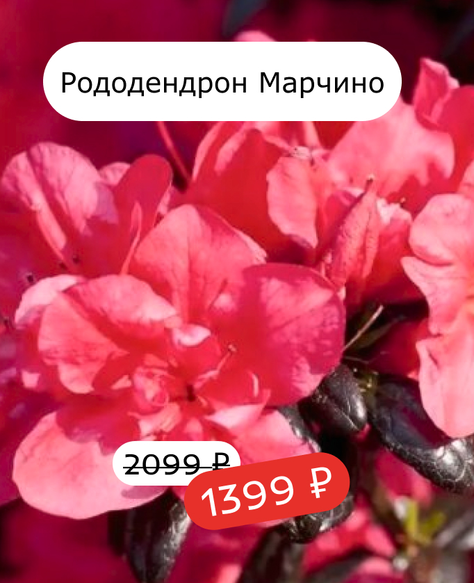 Рододендрон Марчино