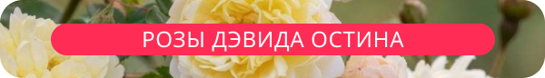 upper banner