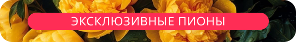 upper banner