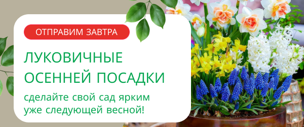 oblozhka