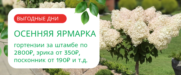 upper banner