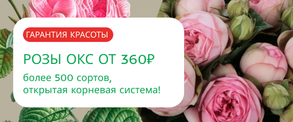 oblozhka
