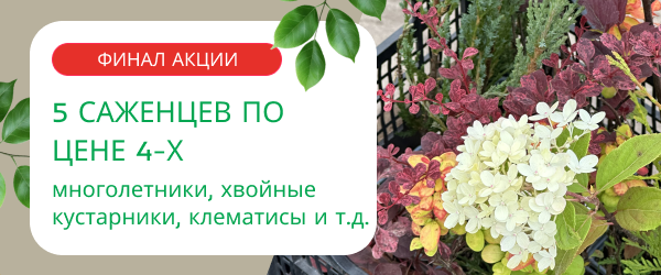 oblozhka
