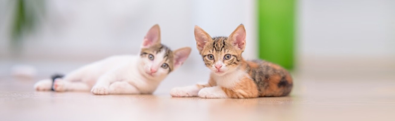 Котики хотят знать