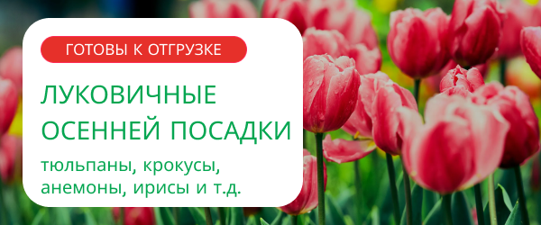 oblozhka