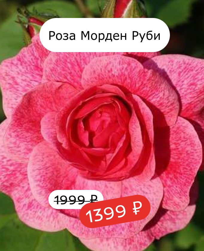 Роза Морден Руби