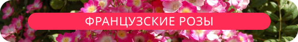 upper banner